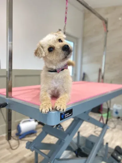 Dachshing to the Groomers