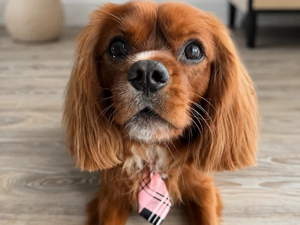 Daisy doodle Grooming