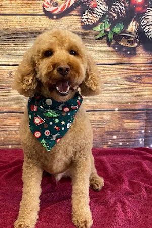 Daisy’s Dog Grooming