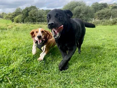 DandyWalks Pet Services