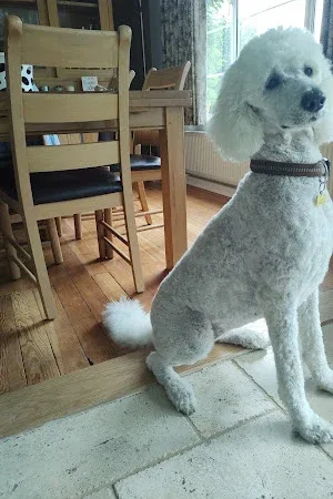 Dappa Dogs
