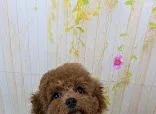 Dapper Dogs Grooming services Aberystwyth