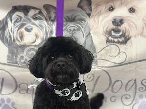 Dapper Dog's Grooming