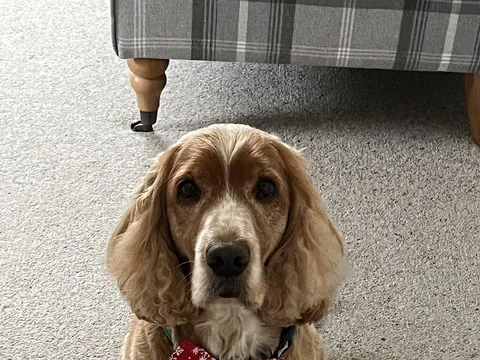 Dapper Dogs Nottingham