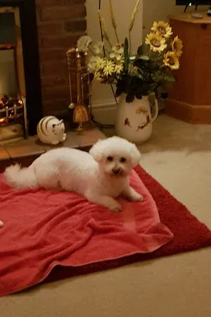 Darcy’s Dog Grooming