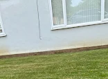 Dashing Dogs