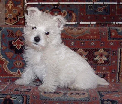Davis Dog Grooming