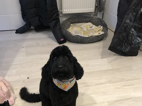 Dawgtanian's Grooming
