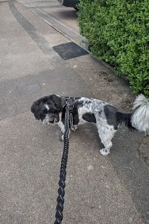 Dawn’s Paws Dog Grooming