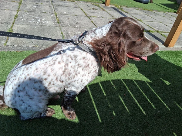 Dawn's Woof Cuts