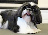 Dazzles Dog Grooming