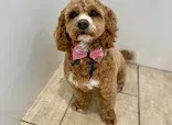 Debbie Dog Wash,
