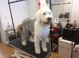 Debi's Dog Grooming