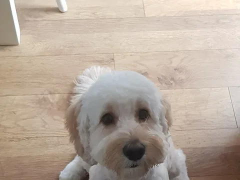 Debonhair Dogs