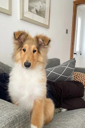 Delightful Dogs