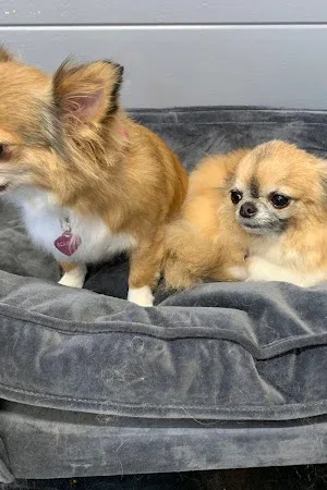 Denham’s Den Dog Grooming