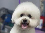 Devizes Dog Parlour