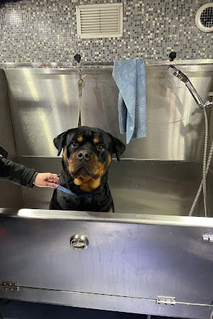 Dial a Dog Wash Birmingham & Sutton Coldfield