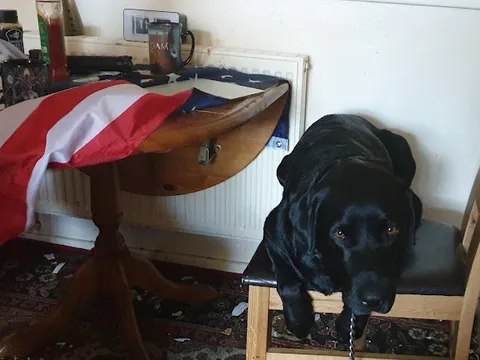 Dial A Dog Wash York & Hull