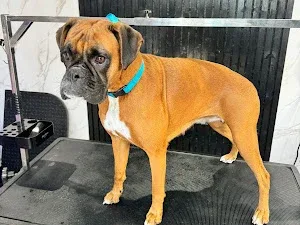 Diamond paws boutique