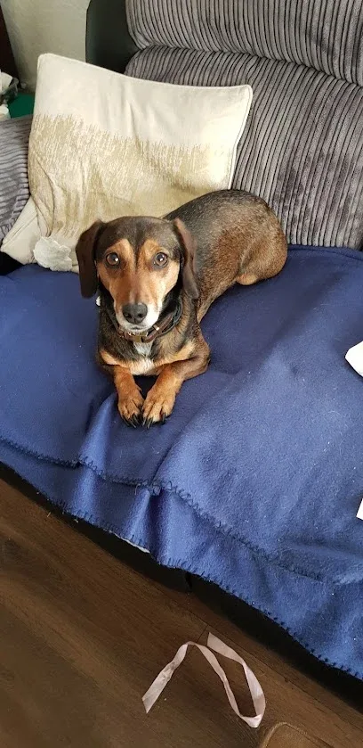 Diggerdogs Pet Services