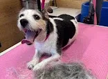 diggydogs