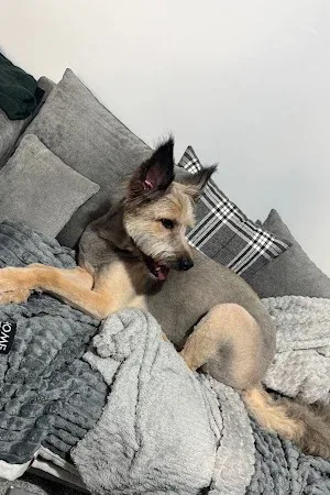 Dirty Dog Grooming and Self Service Dog Wash