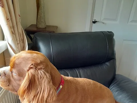 Dirtywoofers