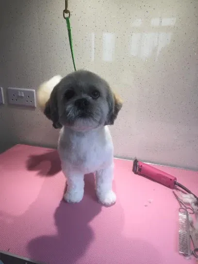 Dog & Cat Grooming By Lisa
