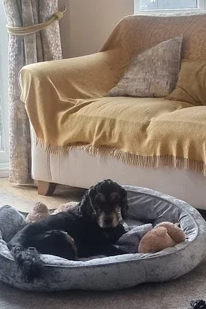 DOG 'e' DOG Grooming
