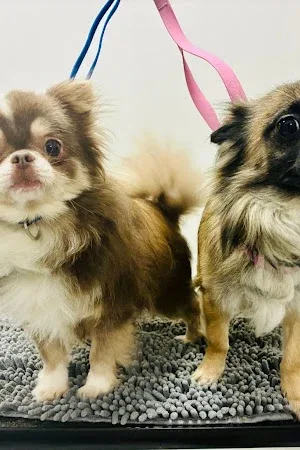 Dog Gone Clean Grooming