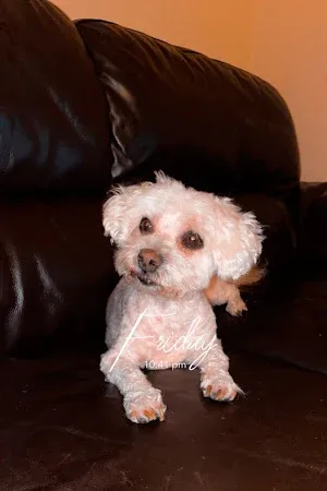 Dog Grooming by Amanda