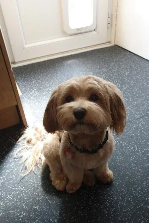 Dog Grooming by Hayleigh
