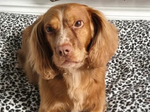 Dog Grooming by Jennifer