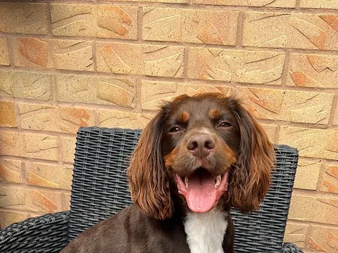 Dog Grooming By Louise