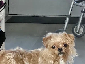 Dog Grooming by Monika