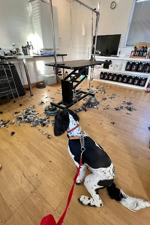 Dog Grooming by Ruth