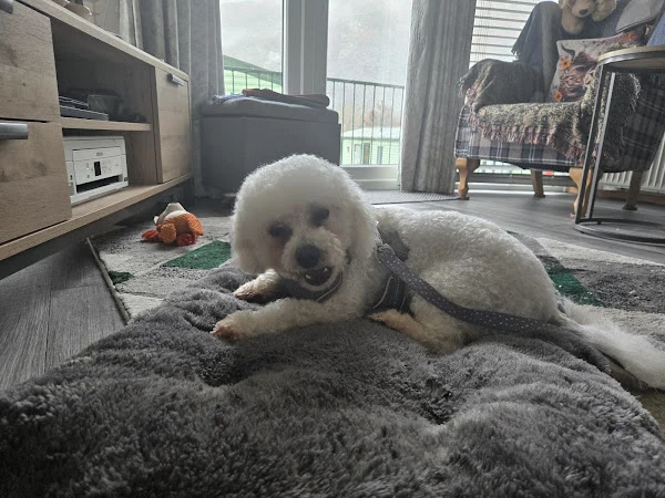 Dog Grooming By Sarah