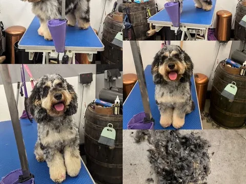 Dog Grooming Hereford Chien Chic Pet Care