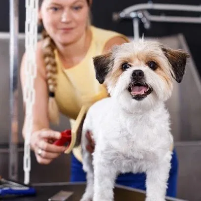 Dog Grooming Leicester Mobile Paws