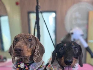 Dog Grooming Lounge - Magor