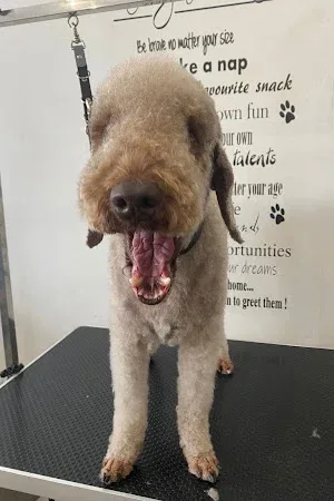 Dog Hairs Grooming