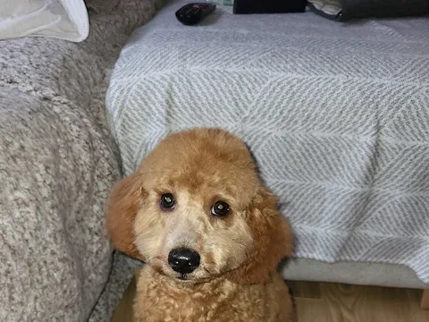 Dog Heaven