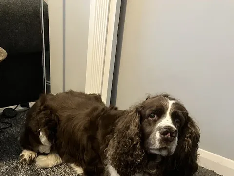 Dog Scents