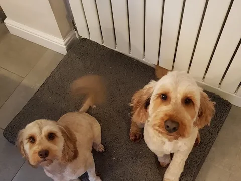 Dog Squad