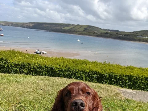 Dog Tidy