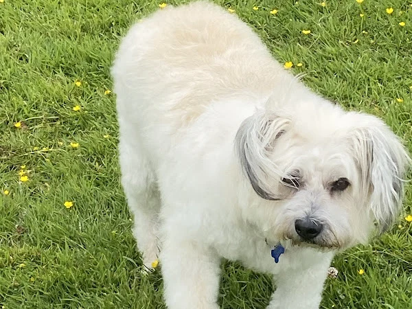 Dog Training & Grooming at RSPCA Cornwall