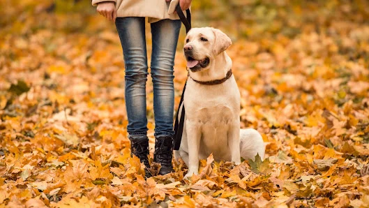 Dog Walker Southampton
