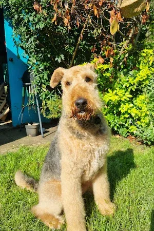 Dogaholic Grooming (Linby Dog Grooming Ltd)