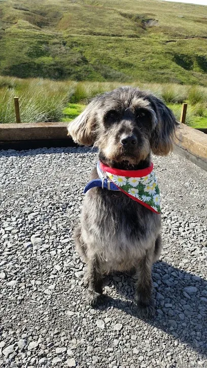 Doggi Styles